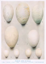 Eier: Wespenbussard: Wanderfalke: usw., Illustration aus 